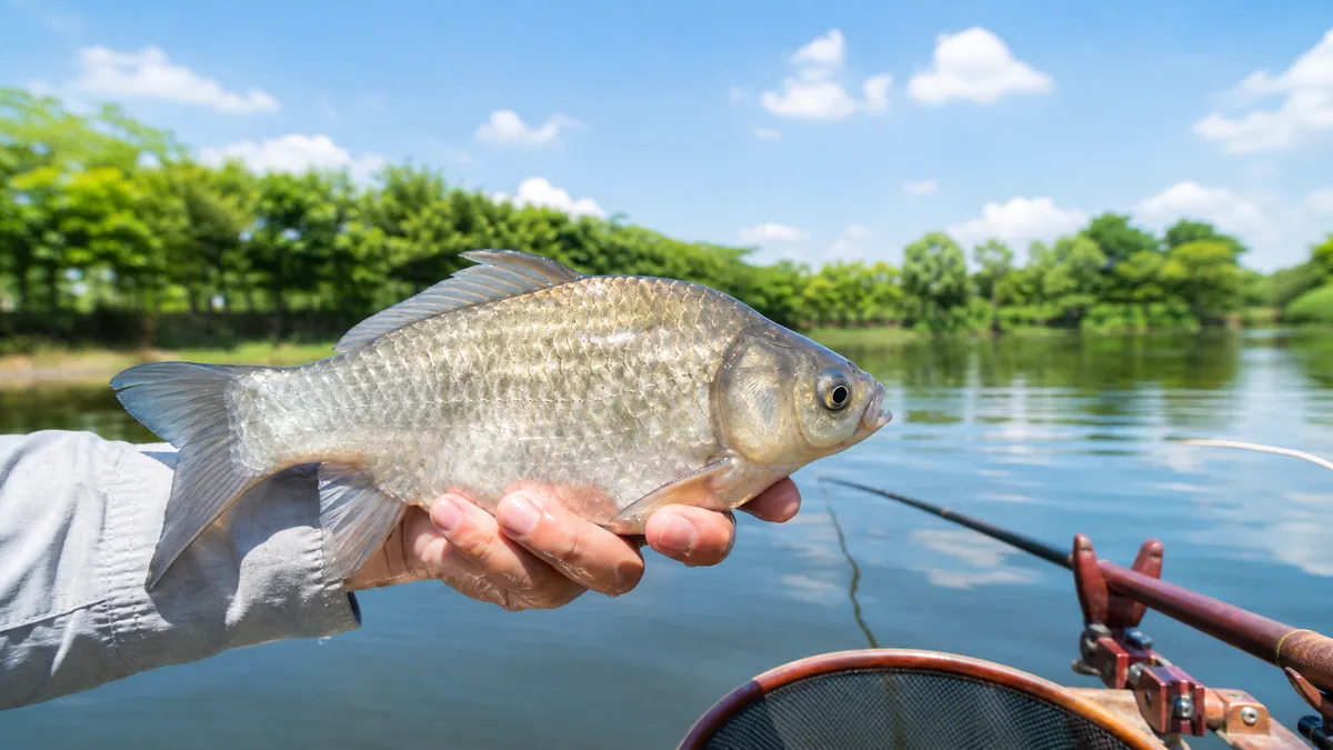 ヘラブナ釣りが無料でできる釣り場11選|0円で始める道具・コツ・マナー完全ガイドのアイキャッチ画像