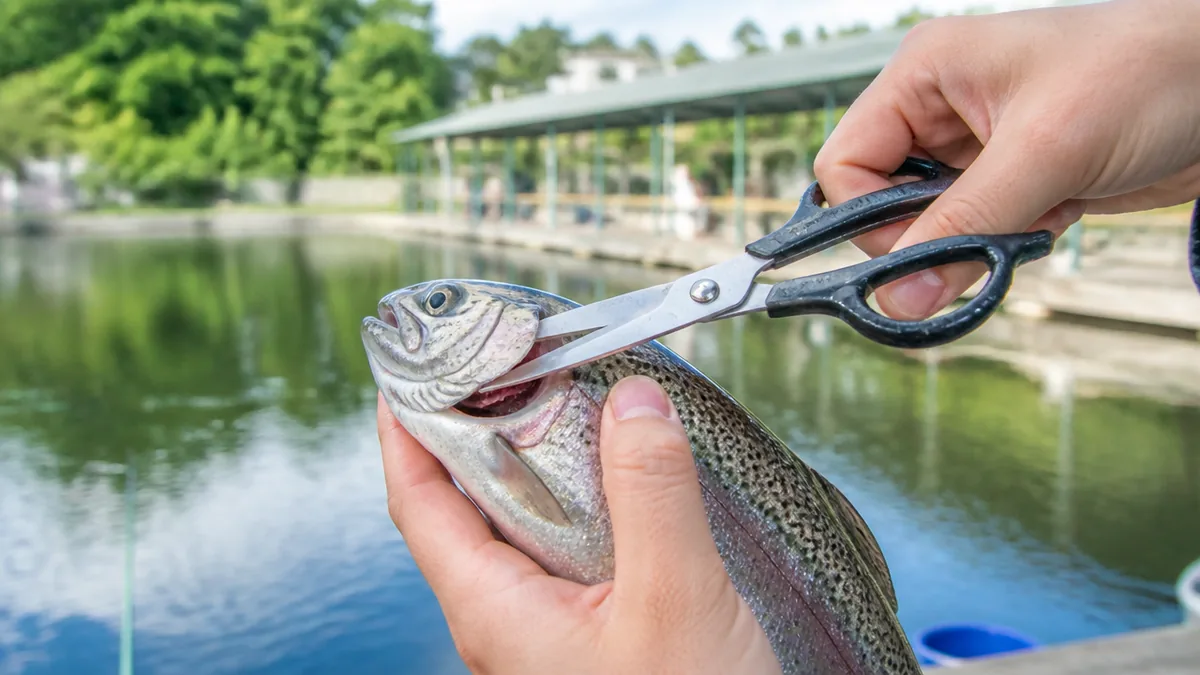 魚締め方ハサミの選び方|刃の素材・サイズ・形状で失敗しない基準の解説画像