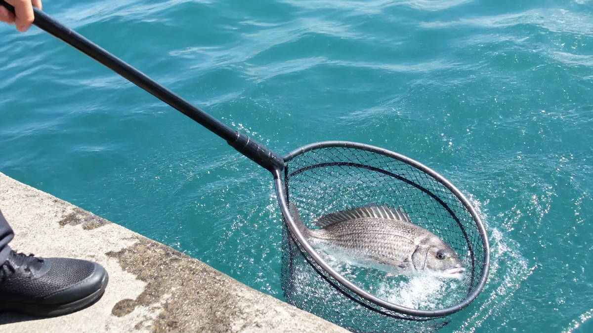 落としタモの正しい使い方|波を利用して魚をすくう3ステップの解説画像