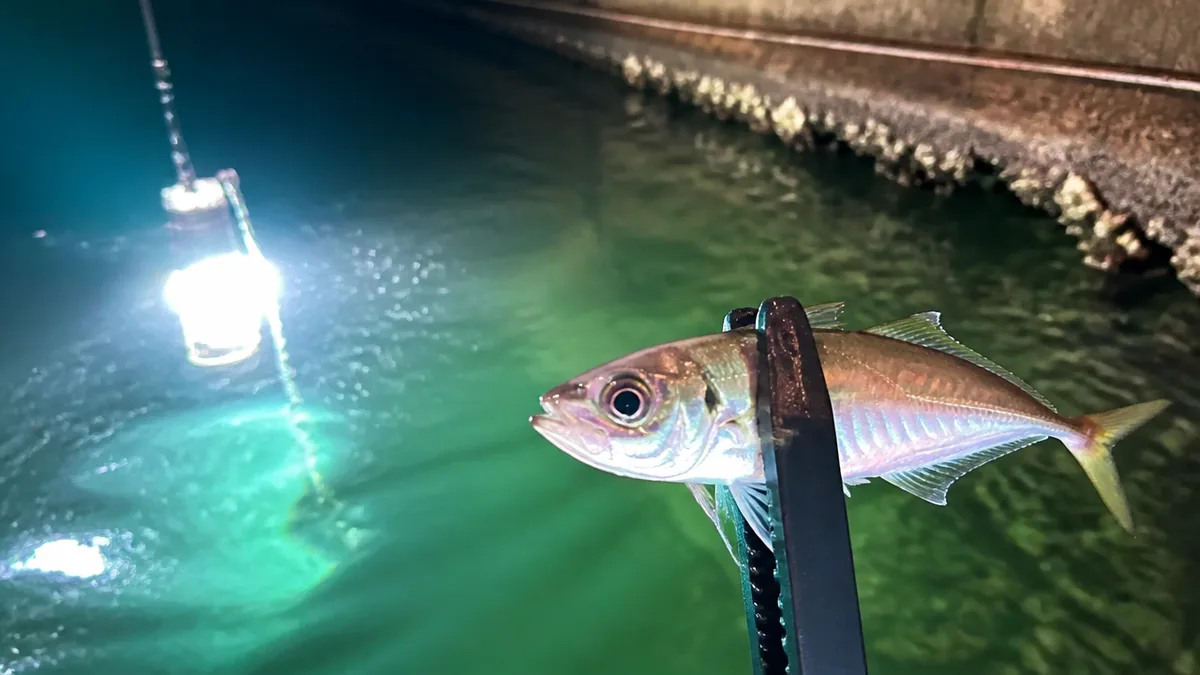 アジ集魚灯は「明暗の境目」が9割｜選び方・使い方・禁止県まで完全解説のアイキャッチ画像