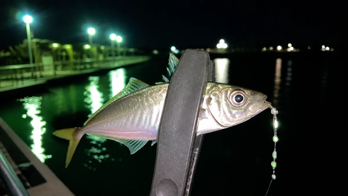 夜サビキはなぜ昼より釣れる？暗い海で魚が集まる3つの理由の解説画像