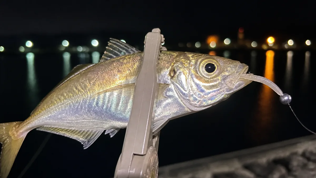 なぜ夜のアジはこんなに釣れる?昼と違う3つの行動パターンの解説画像
