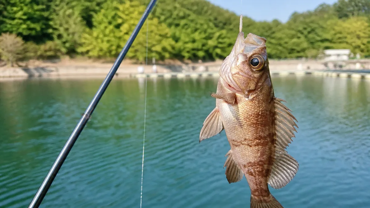 メバルサビキとは?エサなしで数釣りができる手軽な釣りの解説画像