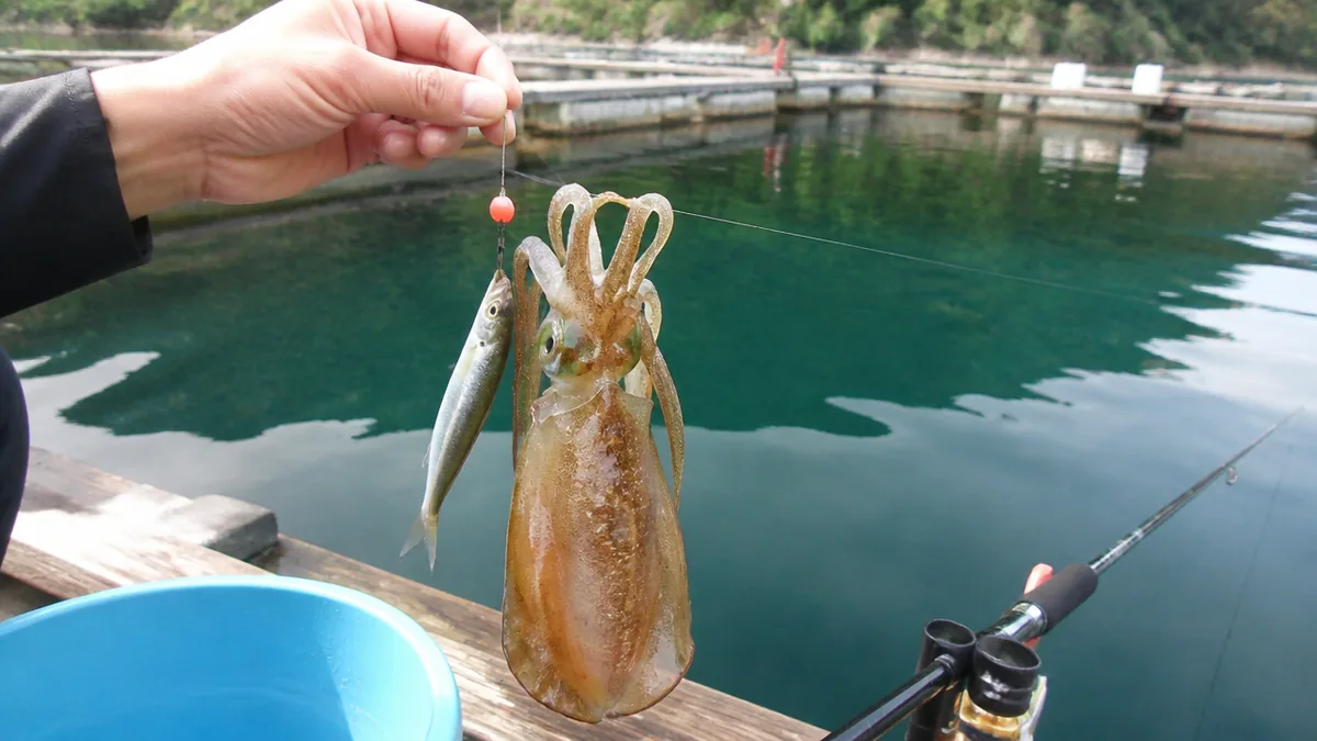 生きたアジで狙う2つの方法|ウキ釣りとヤエンはどこが違うの解説画像